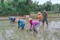 Babinsa Trenggalek Turun Sawah, Petani Kian Percaya Diri Garap Lahan
