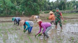 Babinsa Trenggalek Turun Sawah, Petani Kian Percaya Diri Garap Lahan
