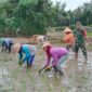 Babinsa Trenggalek Turun Sawah, Petani Kian Percaya Diri Garap Lahan

