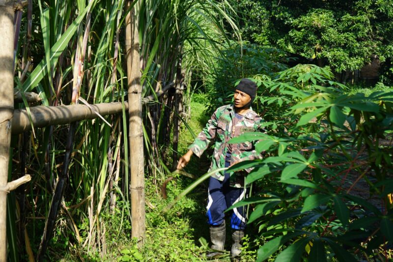 Foto: Letda Cke Isdayun, Perwira TNI AD yang Tekun Merawat Ladang Tebunya di Magetan.
