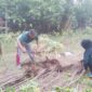 Foto:Dari kebun belakang rumahnya, Letda Isdayun meneguhkan satu pesan: bahwa berbagi tak harus menunggu berlebih.