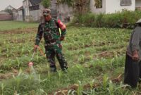 Foto: Babinsa Desa Winong, Sertu Supriyono, anggota Koramil 0807/08 Kalidawir, membantu petani melakukan penyemprotan hama ulat pada tanaman jagung di lahan milik Kelompok Tani Teloga Makmur, Kecamatan Kalidawir, Kabupaten Tulungagung, Jawa Timur, Minggu (9/11/2025).