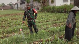 Foto: Babinsa Desa Winong, Sertu Supriyono, anggota Koramil 0807/08 Kalidawir, membantu petani melakukan penyemprotan hama ulat pada tanaman jagung di lahan milik Kelompok Tani Teloga Makmur, Kecamatan Kalidawir, Kabupaten Tulungagung, Jawa Timur, Minggu (9/11/2025).