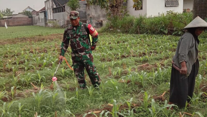 Foto: Babinsa Desa Winong, Sertu Supriyono, anggota Koramil 0807/08 Kalidawir, membantu petani melakukan penyemprotan hama ulat pada tanaman jagung di lahan milik Kelompok Tani Teloga Makmur, Kecamatan Kalidawir, Kabupaten Tulungagung, Jawa Timur, Minggu (9/11/2025).