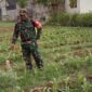 Foto: Babinsa Desa Winong, Sertu Supriyono, anggota Koramil 0807/08 Kalidawir, membantu petani melakukan penyemprotan hama ulat pada tanaman jagung di lahan milik Kelompok Tani Teloga Makmur, Kecamatan Kalidawir, Kabupaten Tulungagung, Jawa Timur, Minggu (9/11/2025).