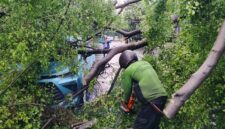 Foto: Petugas Sudin Pertamanan dan Hutan Kota Jakarta Pusat memotong batang pohon beringin yang tumbang dan menimpa dua unit taksi Bluebird di Jl. Wahidin, Kelurahan Pasar Baru, Sawah Besar, Jumat (14/11/25).