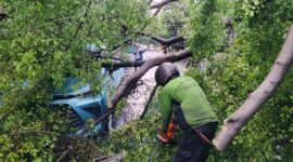 Foto: Petugas Sudin Pertamanan dan Hutan Kota Jakarta Pusat memotong batang pohon beringin yang tumbang dan menimpa dua unit taksi Bluebird di Jl. Wahidin, Kelurahan Pasar Baru, Sawah Besar, Jumat (14/11/25).