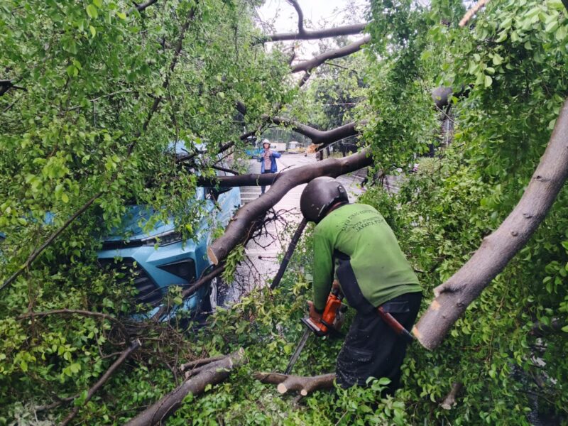 Foto: Petugas Sudin Pertamanan dan Hutan Kota Jakarta Pusat memotong batang pohon beringin yang tumbang dan menimpa dua unit taksi Bluebird di Jl. Wahidin, Kelurahan Pasar Baru, Sawah Besar, Jumat (14/11/25).