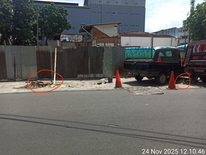 Foto: Dua tunggul pohon yang sudah rata dengan tanah tampak dilingkari area bekas potongan, menyisakan jejak penebangan yang dilakukan pada akhir pekan lalu.