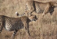 Foto: Satwa Liar. (Dok-Pixabay.com)