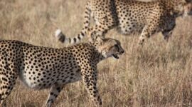 Foto: Satwa Liar. (Dok-Pixabay.com)