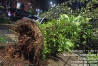 Foto: Pohon tumbang akibat kekurangan tanah merah dan tertiup angin kencang.