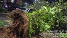 Foto: Pohon tumbang akibat kekurangan tanah merah dan tertiup angin kencang.