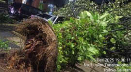 Foto: Pohon tumbang akibat kekurangan tanah merah dan tertiup angin kencang.