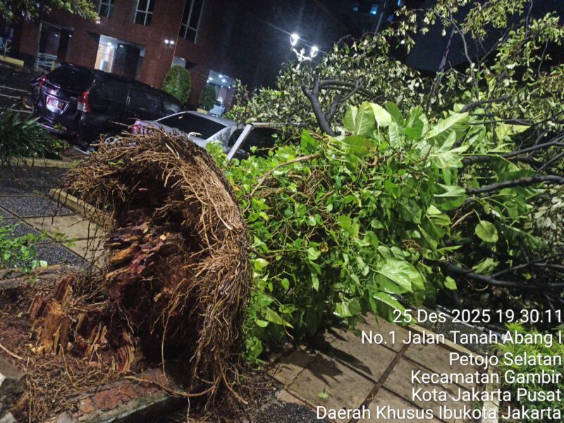 Foto: Pohon tumbang akibat kekurangan tanah merah dan tertiup angin kencang.