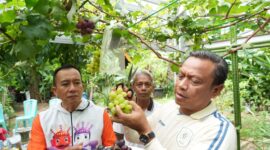 Foto: Wali Kota Administrasi Jakarta Timur Munjirin memetik dan menunjukkan anggur hasil panen warga di kebun anggur Komplek Taman Buaran Indah RW 13, Kelurahan Penggilingan, Kecamatan Cakung, Jakarta Timur