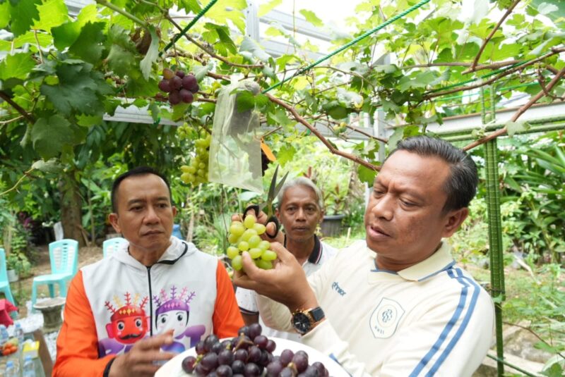 Foto: Wali Kota Administrasi Jakarta Timur Munjirin memetik dan menunjukkan anggur hasil panen warga di kebun anggur Komplek Taman Buaran Indah RW 13, Kelurahan Penggilingan, Kecamatan Cakung, Jakarta Timur