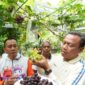 Foto: Wali Kota Administrasi Jakarta Timur Munjirin memetik dan menunjukkan anggur hasil panen warga di kebun anggur Komplek Taman Buaran Indah RW 13, Kelurahan Penggilingan, Kecamatan Cakung, Jakarta Timur