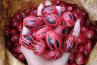 Foto: Pala Tapaktuan Blangpidie, Aceh. (Dok-Istimewa)