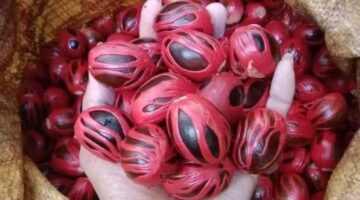 Foto: Pala Tapaktuan Blangpidie, Aceh. (Dok-Istimewa)