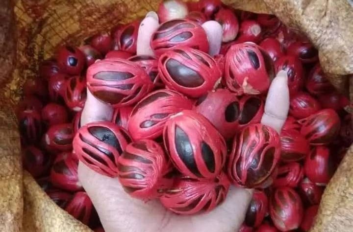 Foto: Pala Tapaktuan Blangpidie, Aceh. (Dok-Istimewa)