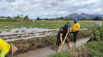 Foto: Babinsa Desa Kedungwilut Koptu Yudi Purwanto bersama warga bergotong royong membersihkan saluran irigasi di area persawahan, Minggu (15/2/2026)