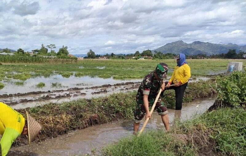Foto: Babinsa Desa Kedungwilut Koptu Yudi Purwanto bersama warga bergotong royong membersihkan saluran irigasi di area persawahan, Minggu (15/2/2026)