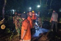 Foto: Hujan dan Angin Robohkan Trembesi di Trenggalek, Akses Nasional Sempat Lumpuh