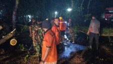 Foto: Hujan dan Angin Robohkan Trembesi di Trenggalek, Akses Nasional Sempat Lumpuh
