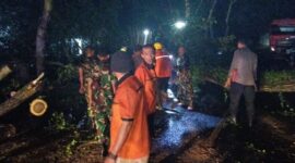 Foto: Hujan dan Angin Robohkan Trembesi di Trenggalek, Akses Nasional Sempat Lumpuh