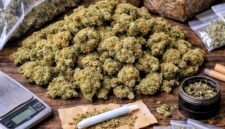 Foto: Ilustrasi Narkotika Golongan 1 Jenis Ganja. (Dok-Istimewa)