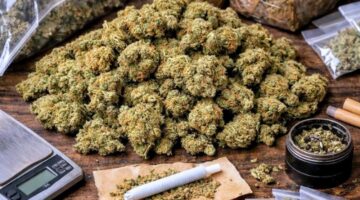 Foto: Ilustrasi Narkotika Golongan 1 Jenis Ganja. (Dok-Istimewa)