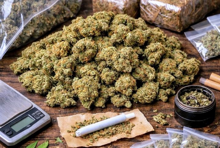 Foto: Ilustrasi Narkotika Golongan 1 Jenis Ganja. (Dok-Istimewa)