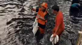 Petugas kebersihan DKI Jakarta menunjukkan ikan sapu-sapu yang baru ditangkap di sebuah sungai di Jakarta, beberapa lalu. (Foto: instagram dkijakarta)