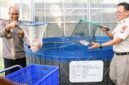 Foto: Upaya memperkuat ketahanan pangan nasional terus dilakukan jajaran kepolisian melalui pengembangan sektor budidaya pangan berkelanjutan. Salah satu langkah nyata tersebut terlihat dari kegiatan panen ikan nila merah yang dilaksanakan Polda Metro Jaya bersama Polres Metro Jakarta Barat di Greenhouse SPPG Palmerah, Jakarta Barat, Rabu sore (20/5/2026). (Dok-Istimewa)