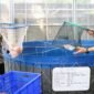 Foto: Upaya memperkuat ketahanan pangan nasional terus dilakukan jajaran kepolisian melalui pengembangan sektor budidaya pangan berkelanjutan. Salah satu langkah nyata tersebut terlihat dari kegiatan panen ikan nila merah yang dilaksanakan Polda Metro Jaya bersama Polres Metro Jakarta Barat di Greenhouse SPPG Palmerah, Jakarta Barat, Rabu sore (20/5/2026). (Dok-Istimewa)