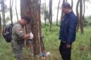 Foto: Petugas Perhutani KPH Bandung Utara bersama Perwira Pembina Polisi Hutan melakukan pemeriksaan pada pohon pinus saat patroli gabungan di kawasan hutan RPH Cisarua, Kabupaten Bandung Barat, Selasa (30/6/2026).