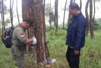 Foto: Petugas Perhutani KPH Bandung Utara bersama Perwira Pembina Polisi Hutan melakukan pemeriksaan pada pohon pinus saat patroli gabungan di kawasan hutan RPH Cisarua, Kabupaten Bandung Barat, Selasa (30/6/2026).