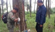 Foto: Petugas Perhutani KPH Bandung Utara bersama Perwira Pembina Polisi Hutan melakukan pemeriksaan pada pohon pinus saat patroli gabungan di kawasan hutan RPH Cisarua, Kabupaten Bandung Barat, Selasa (30/6/2026).