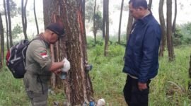 Foto: Petugas Perhutani KPH Bandung Utara bersama Perwira Pembina Polisi Hutan melakukan pemeriksaan pada pohon pinus saat patroli gabungan di kawasan hutan RPH Cisarua, Kabupaten Bandung Barat, Selasa (30/6/2026).