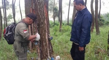 Foto: Petugas Perhutani KPH Bandung Utara bersama Perwira Pembina Polisi Hutan melakukan pemeriksaan pada pohon pinus saat patroli gabungan di kawasan hutan RPH Cisarua, Kabupaten Bandung Barat, Selasa (30/6/2026).