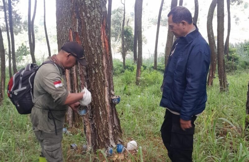 Foto: Petugas Perhutani KPH Bandung Utara bersama Perwira Pembina Polisi Hutan melakukan pemeriksaan pada pohon pinus saat patroli gabungan di kawasan hutan RPH Cisarua, Kabupaten Bandung Barat, Selasa (30/6/2026).