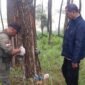 Foto: Petugas Perhutani KPH Bandung Utara bersama Perwira Pembina Polisi Hutan melakukan pemeriksaan pada pohon pinus saat patroli gabungan di kawasan hutan RPH Cisarua, Kabupaten Bandung Barat, Selasa (30/6/2026).