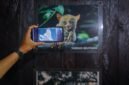 Tarsius, salah satu hewan yang ada di Geopark Belitong. (Foto: Kemenpar)