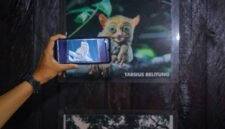 Tarsius, salah satu hewan yang ada di Geopark Belitong. (Foto: Kemenpar)