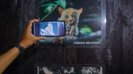 Tarsius, salah satu hewan yang ada di Geopark Belitong. (Foto: Kemenpar)