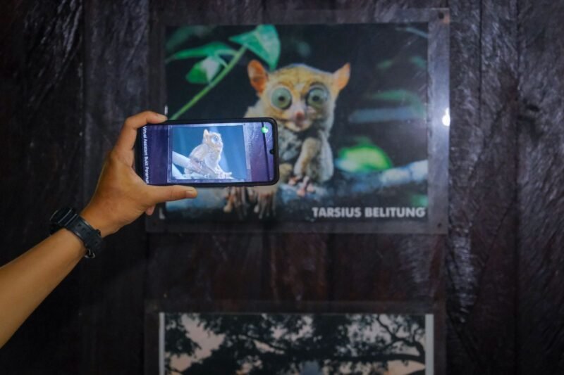 Tarsius, salah satu hewan yang ada di Geopark Belitong. (Foto: Kemenpar)