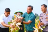 Foto: Wali Kota Administrasi Jakarta Timur Munjirin (kedua kanan) bersama jajaran Pemerintah Kota, Ketua Tim Penggerak PKK Kota Administrasi Jakarta Timur Essie Feransie Munjirin, dan unsur kepolisian memanen jagung di Kawasan Urban Farming Bali Lestari, Kampung Bali, Kelurahan Ujung Menteng, Kecamatan Cakung, Jakarta Timur, Kamis (6/8/2026).