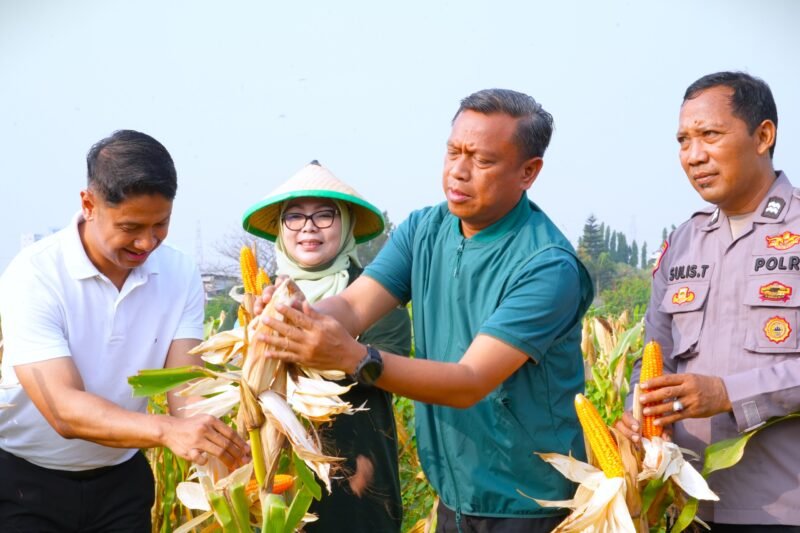 Foto: Wali Kota Administrasi Jakarta Timur Munjirin (kedua kanan) bersama jajaran Pemerintah Kota, Ketua Tim Penggerak PKK Kota Administrasi Jakarta Timur Essie Feransie Munjirin, dan unsur kepolisian memanen jagung di Kawasan Urban Farming Bali Lestari, Kampung Bali, Kelurahan Ujung Menteng, Kecamatan Cakung, Jakarta Timur, Kamis (6/8/2026).