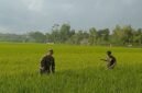 Foto: Babinsa Desa Mergayu Serka Eko Hadi Wijaya bersama seorang petani membersihkan rumput liar atau gulma di area persawahan Desa Mergayu, Kecamatan Bandung, Kabupaten Tulungagung, Jawa Timur, Senin (31/8/2026).